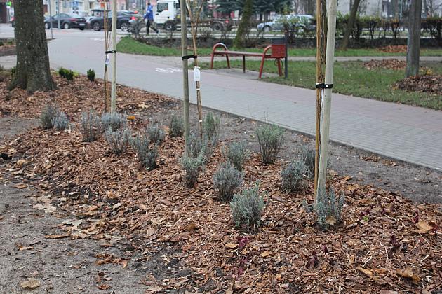 „Zielona rewolucja” w Parku im. Michalskiego