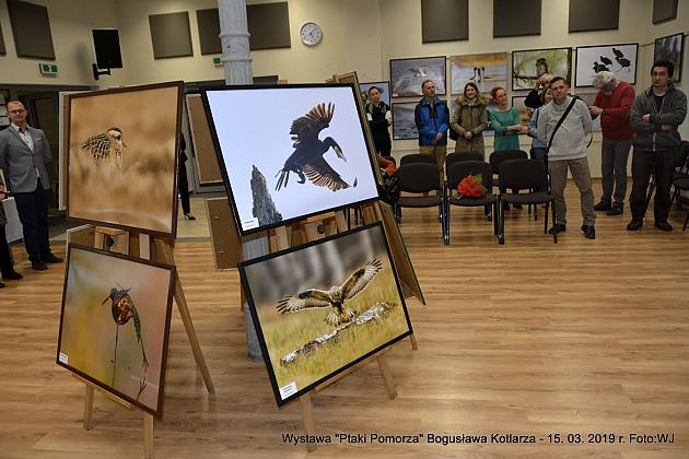 Obejrzyj wystawę „Ptaki Pomorza”