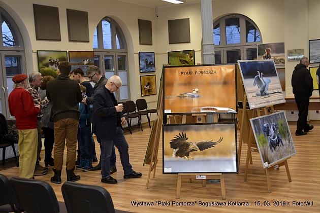 Obejrzyj wystawę „Ptaki Pomorza”