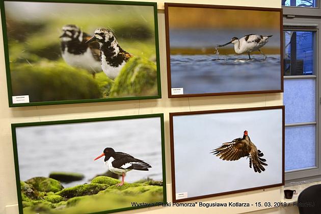 Obejrzyj wystawę „Ptaki Pomorza”