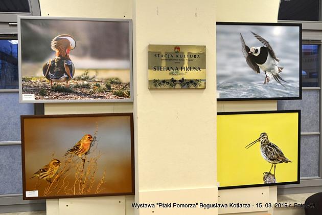 Obejrzyj wystawę „Ptaki Pomorza”