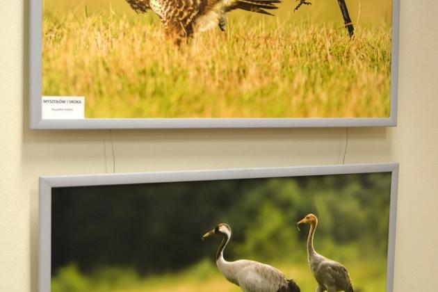 Obejrzyj wystawę „Ptaki Pomorza”