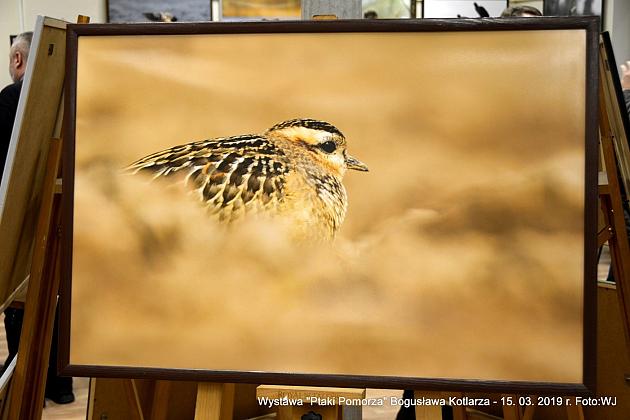 Obejrzyj wystawę „Ptaki Pomorza”