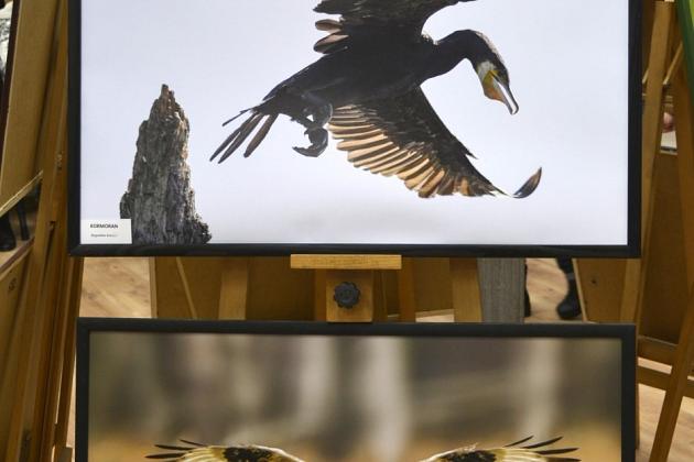 Obejrzyj wystawę „Ptaki Pomorza”