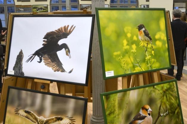 Obejrzyj wystawę „Ptaki Pomorza”