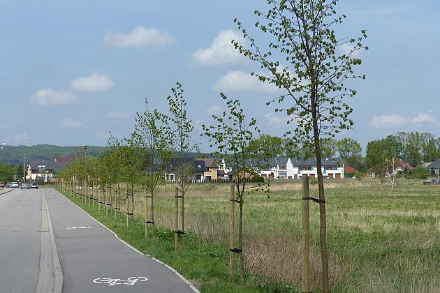 Zielono na ulicach. Zasadzono ponad sto lip