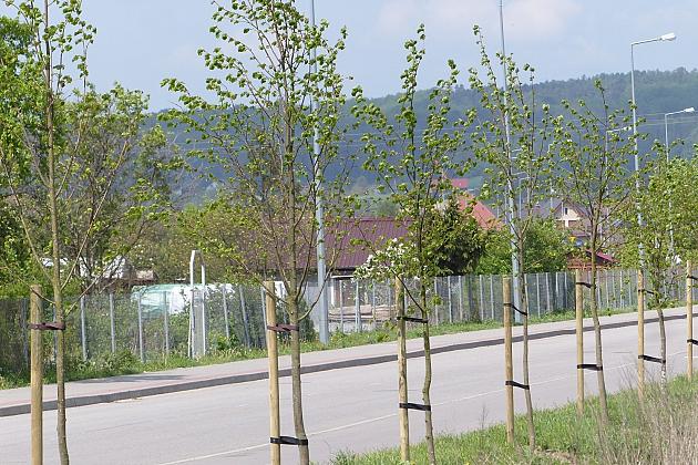 Zielono na ulicach. Zasadzono ponad sto lip
