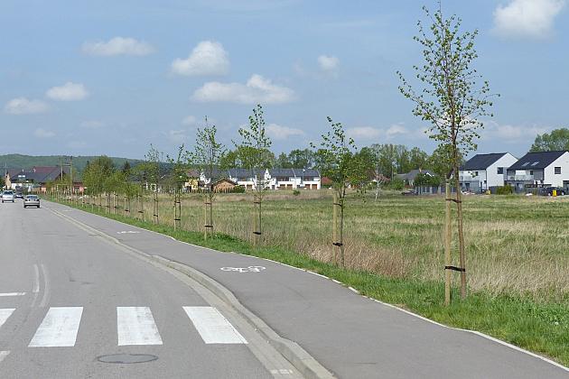 Zielono na ulicach. Zasadzono ponad sto lip