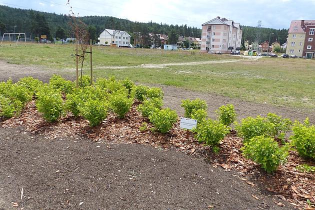 Zielone Osiedle Sportowa