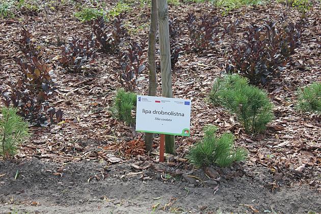 Zielona oaza przy Czołgistów