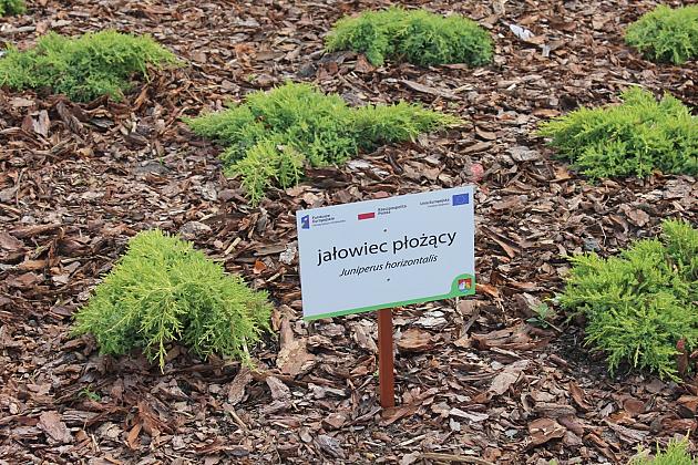 Zielona oaza przy Czołgistów