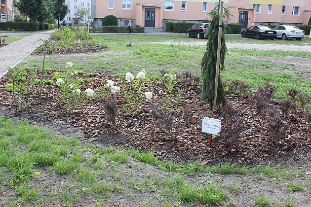 Zielona oaza przy Czołgistów