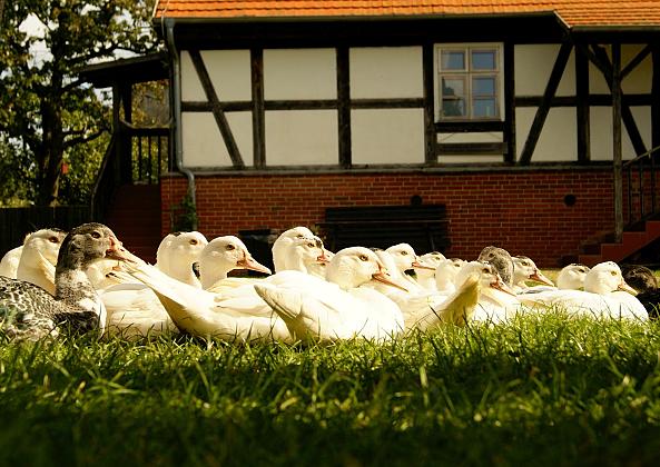 Na Świętego Marcina najlepsza pomorska gęsina