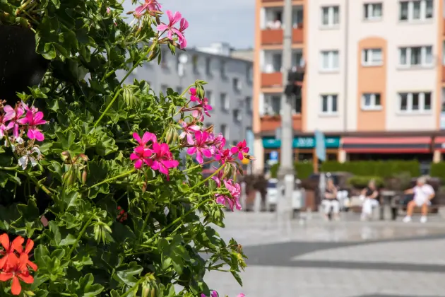 Kwiatowe aranżacje zdobią Plac Pokoju i ulicę Staromiejską