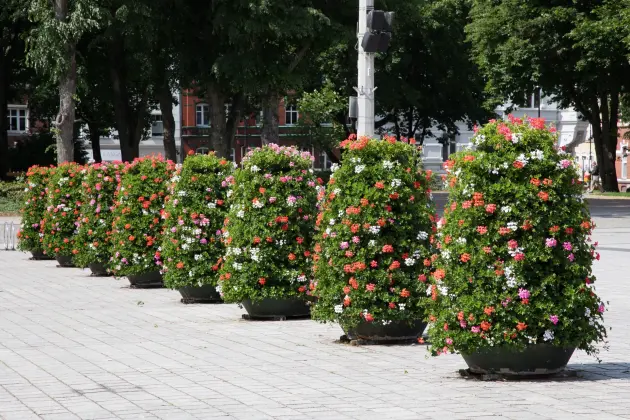 Kwiatowe aranżacje zdobią Plac Pokoju i ulicę Staromiejską