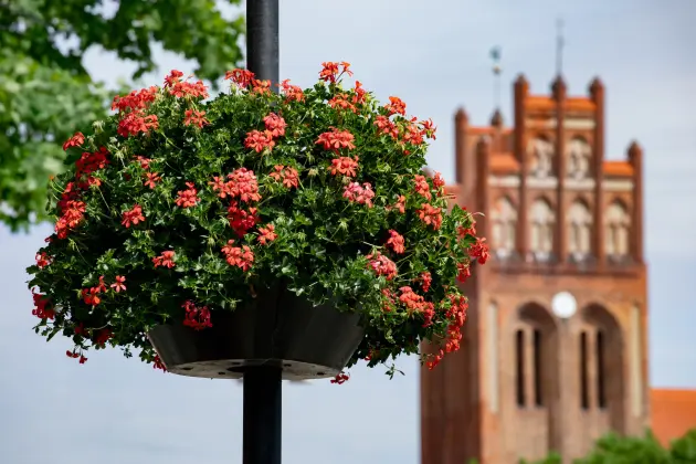 Kwiatowe aranżacje zdobią Plac Pokoju i ulicę Staromiejską