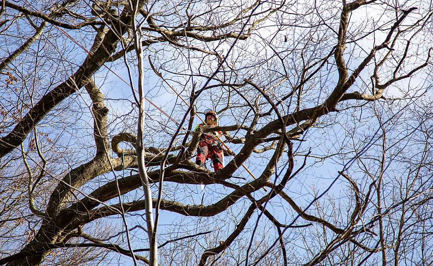 Czytaj o: Alpiniści w koronie dębu - specjalistyczna